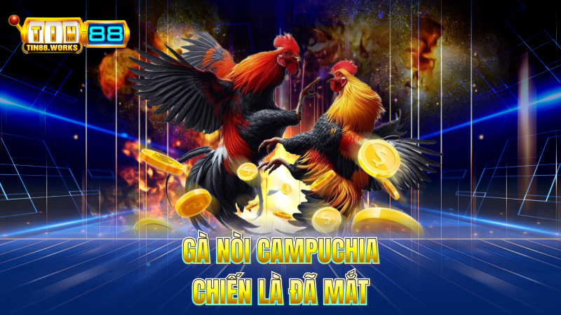 Gà Nòi Campuchia – Chiến Là Đã Mắt